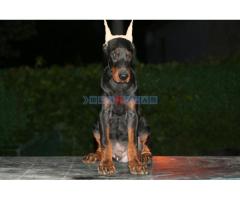 Na prodaju štenci dobermana - Fotografija 1/6