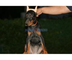 Na prodaju štenci dobermana - Fotografija 2/6