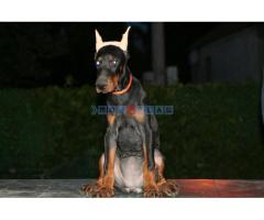 Na prodaju štenci dobermana - Fotografija 4/6