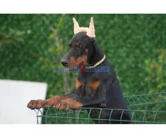 Na prodaju štenci dobermana - Fotografija 5/6