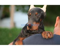 Na prodaju štenci dobermana - Fotografija 6/6