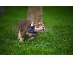 Američki Buli / American Bully Pocket štenci - Fotografija 4/6
