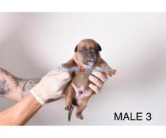 Američki bully pocket micro štenci, American Bully - Fotografija 6/6