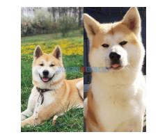 Japanska AKITA INU - Fotografija 5/6