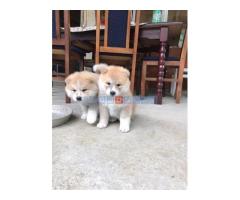 Japanska AKITA INU - Fotografija 6/6