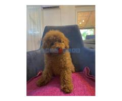 Toj pudla (Toy Poodle) - Fotografija 4/6