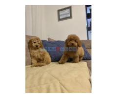 Toj pudla (Toy Poodle) - Fotografija 6/6