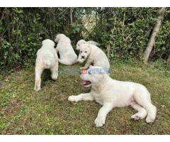 Na prodaju štenci Srednje Azijskog Ovčara - Azijat