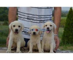 Labrador retriver - Fotografija 5/6