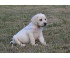 Labrador retriver - Fotografija 6/6