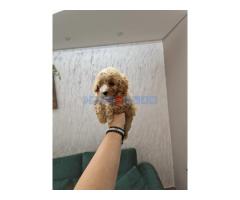 Maltipoo bebice od mame malog maltezera