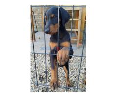 Doberman štenci - Fotografija 2/5