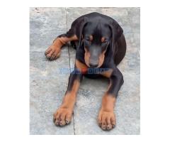 Doberman štenci - Fotografija 4/5