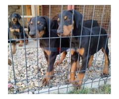 Doberman štenci - Fotografija 5/5