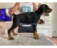 Doberman