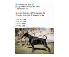 Doberman - Fotografija 5/6