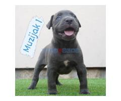 Bluenose Pitbull štenci - Fotografija 1/6