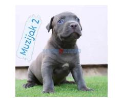 Bluenose Pitbull štenci