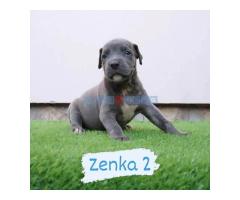 Bluenose Pitbull štenci - Fotografija 4/6