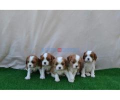 CAVALIER KING CHARLES  spaniel štenci