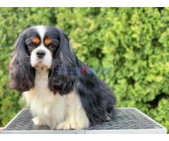 CAVALIER KING CHARLES  spaniel štenci