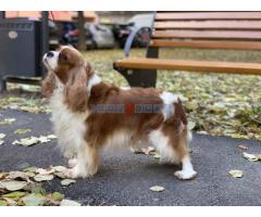 CAVALIER KING CHARLES  spaniel štenci - Fotografija 4/6