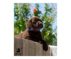 Labrador Retriver štenci - Fotografija 2/6