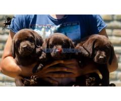 Labrador Retriver štenci - Fotografija 3/6