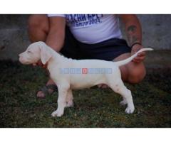 Dogo Argentino štenci - Fotografija 1/5