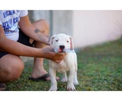 Dogo Argentino štenci