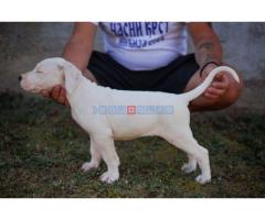 Dogo Argentino štenci