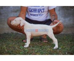 Dogo Argentino štenci - Fotografija 4/5