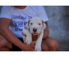 Dogo Argentino štenci - Fotografija 5/5