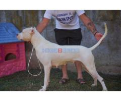 Dogo Argentino zenka - Fotografija 1/2