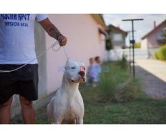 Dogo Argentino zenka