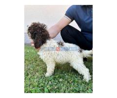 Lagotto Romagnolo štenci