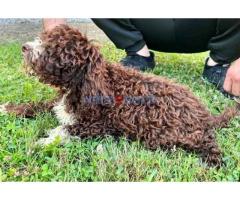 Lagotto Romagnolo štenci - Fotografija 5/6