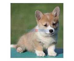 Velski korgi/Welsh Corgi Pembroke