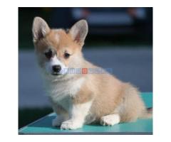 Velski korgi/Welsh Corgi Pembroke