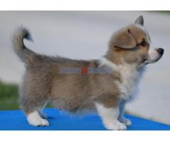 Velski korgi/Welsh Corgi Pembroke