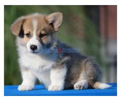 Velski korgi/Welsh Corgi Pembroke - Fotografija 4/6