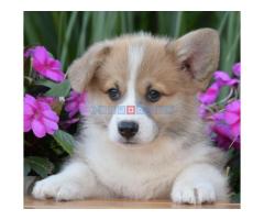 Velski korgi/Welsh Corgi Pembroke - Fotografija 5/6