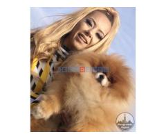 Pomeranac / Pomeranian / Boo štenci - Fotografija 2/5