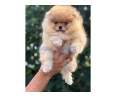 Pomeranac / Pomeranian / Boo štenci