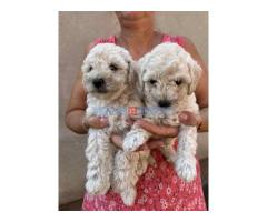 Toy poodle ostenjene 1. jula