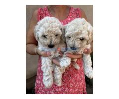 Toy poodle ostenjene 1. jula