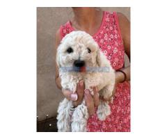 Toy poodle ostenjene 1. jula