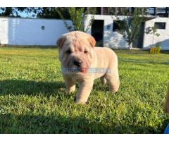 Shar pei – šar pej stenci - Fotografija 2/5