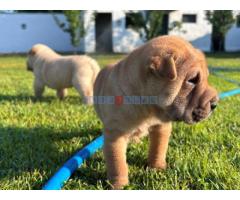 Shar pei – šar pej stenci - Fotografija 4/5