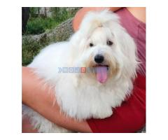 Coton de Tulear